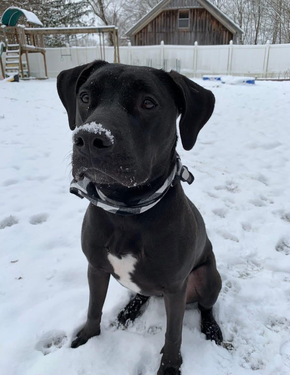 Floki, a ADOPTABLE mixed breed in Griswold, CT image 1/3