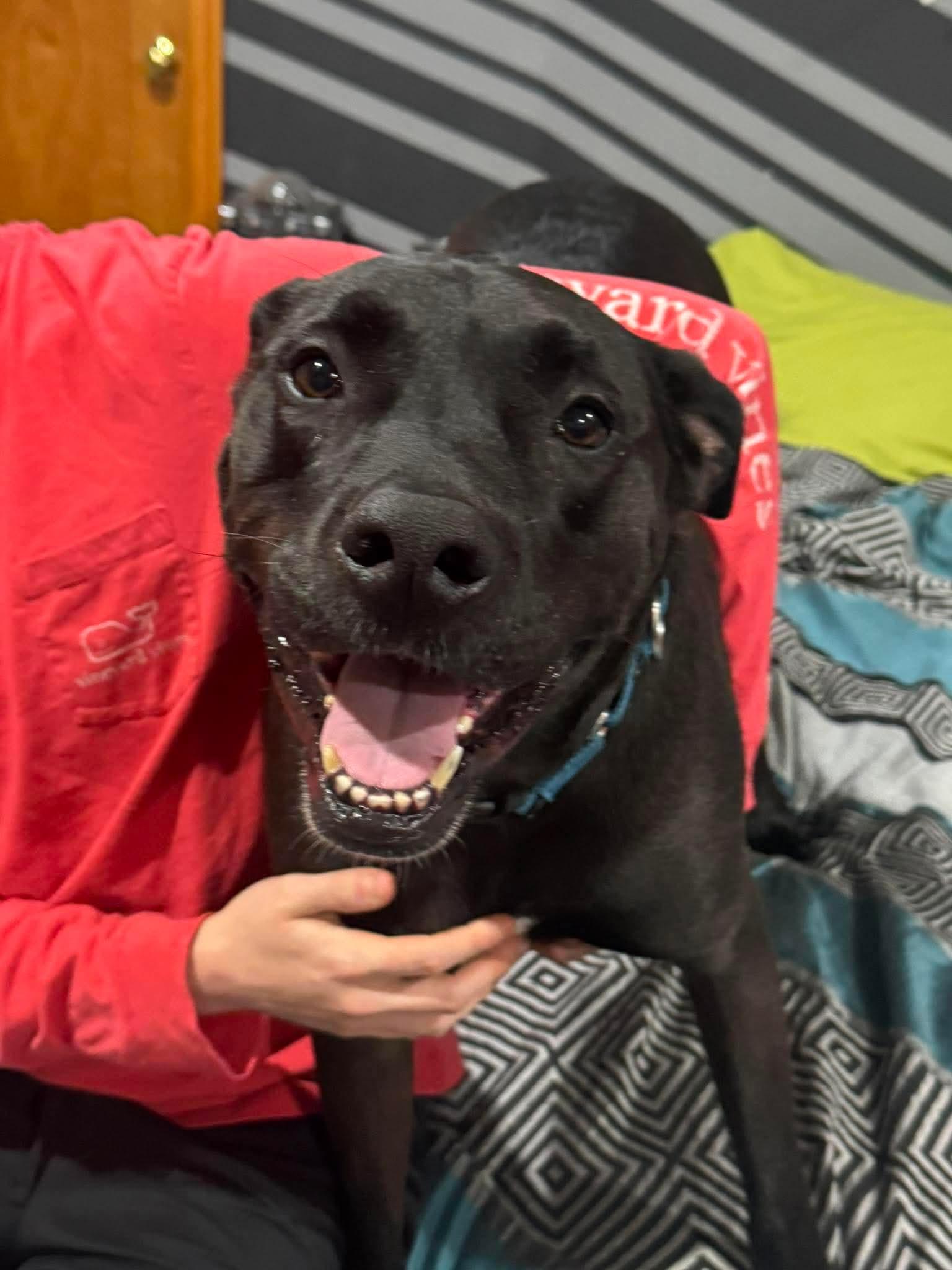 Enlarge Floki, a ADOPTABLE mixed breed in Griswold, CT image 3/5