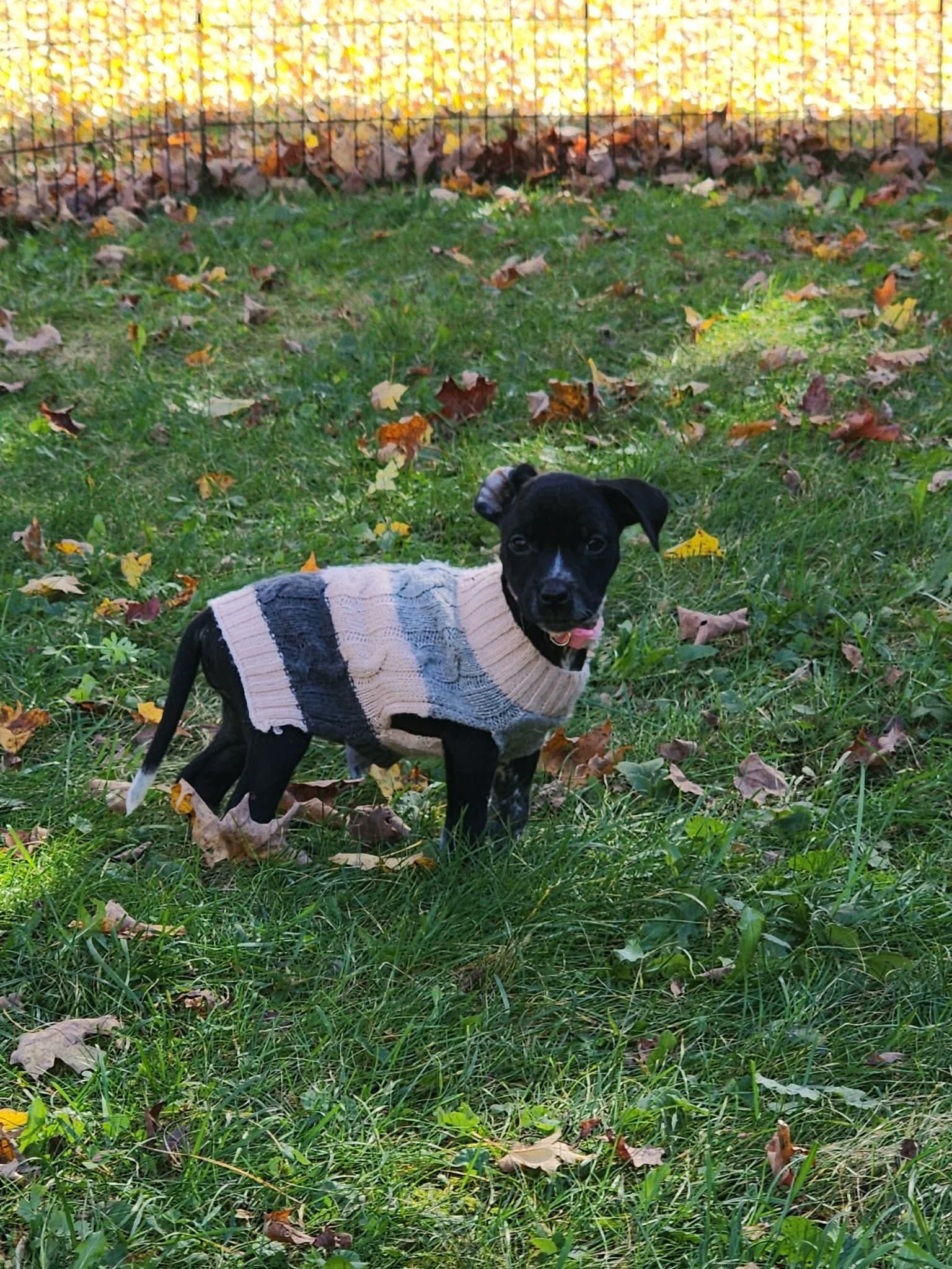 Enlarge Wednesday, a Adoptable mixed breed in Union City, NJ image 2/2