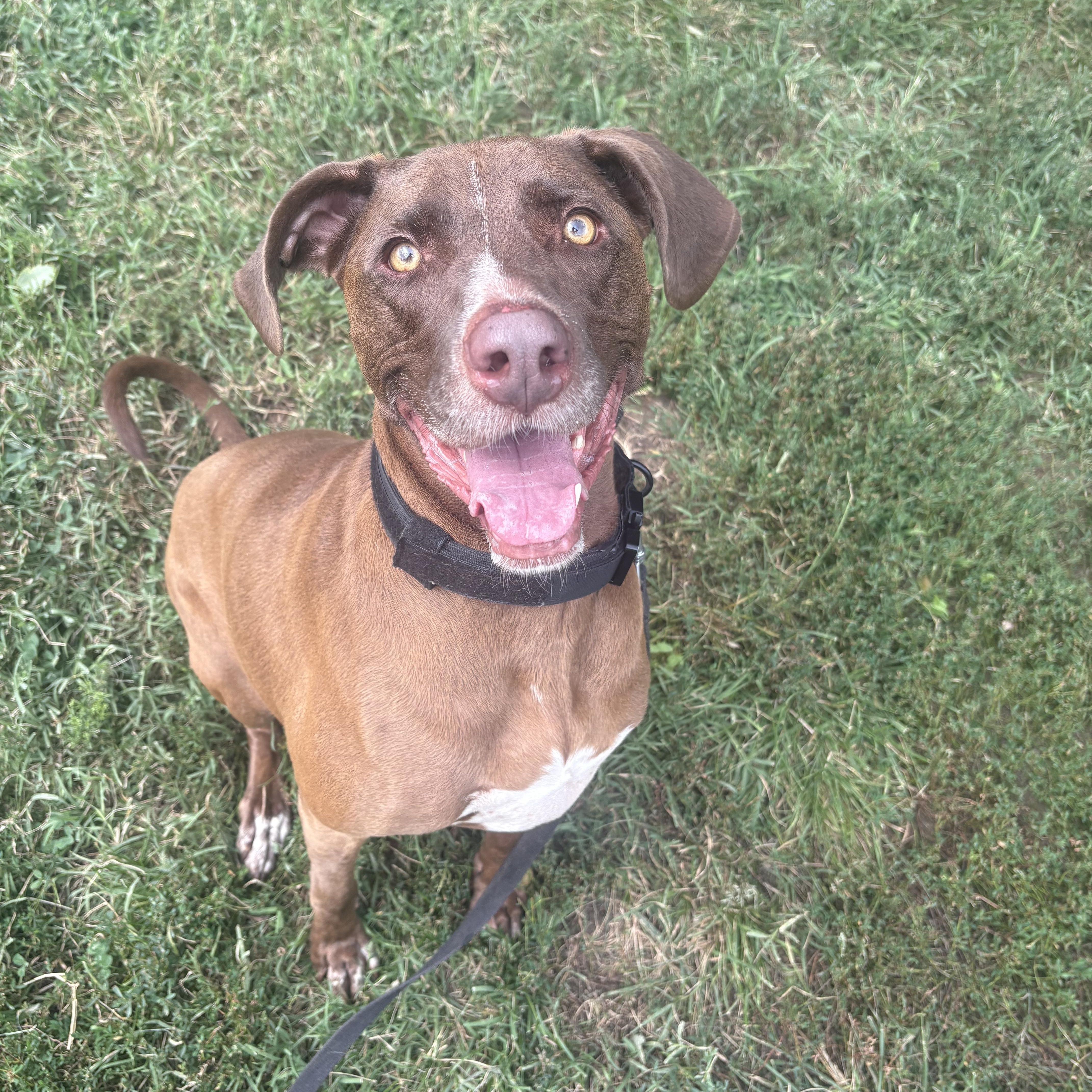 Ruby, ADOPTABLE, Adult Female Labrador Retriever.