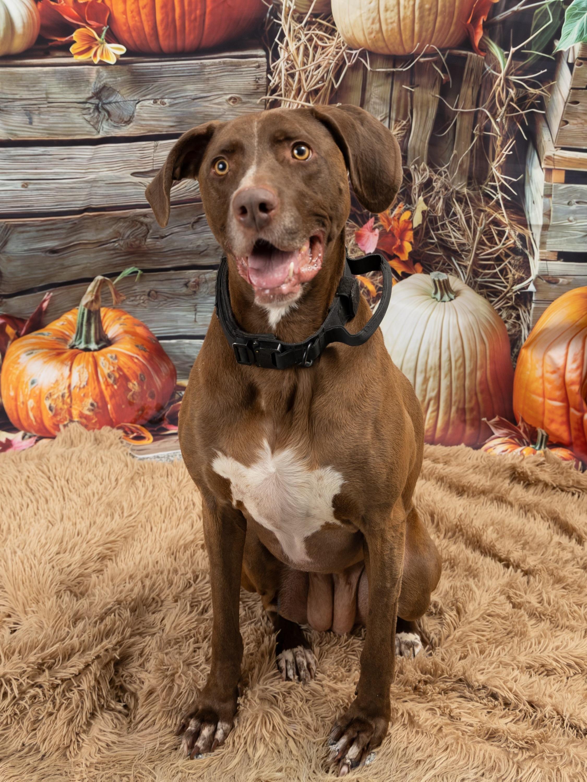 Enlarge Ruby, a Adoptable mixed breed in Blue Springs, MO image 2/4