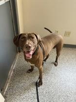 Enlarge Ruby, a ADOPTABLE mixed breed in Blue Springs, MO image 2/2