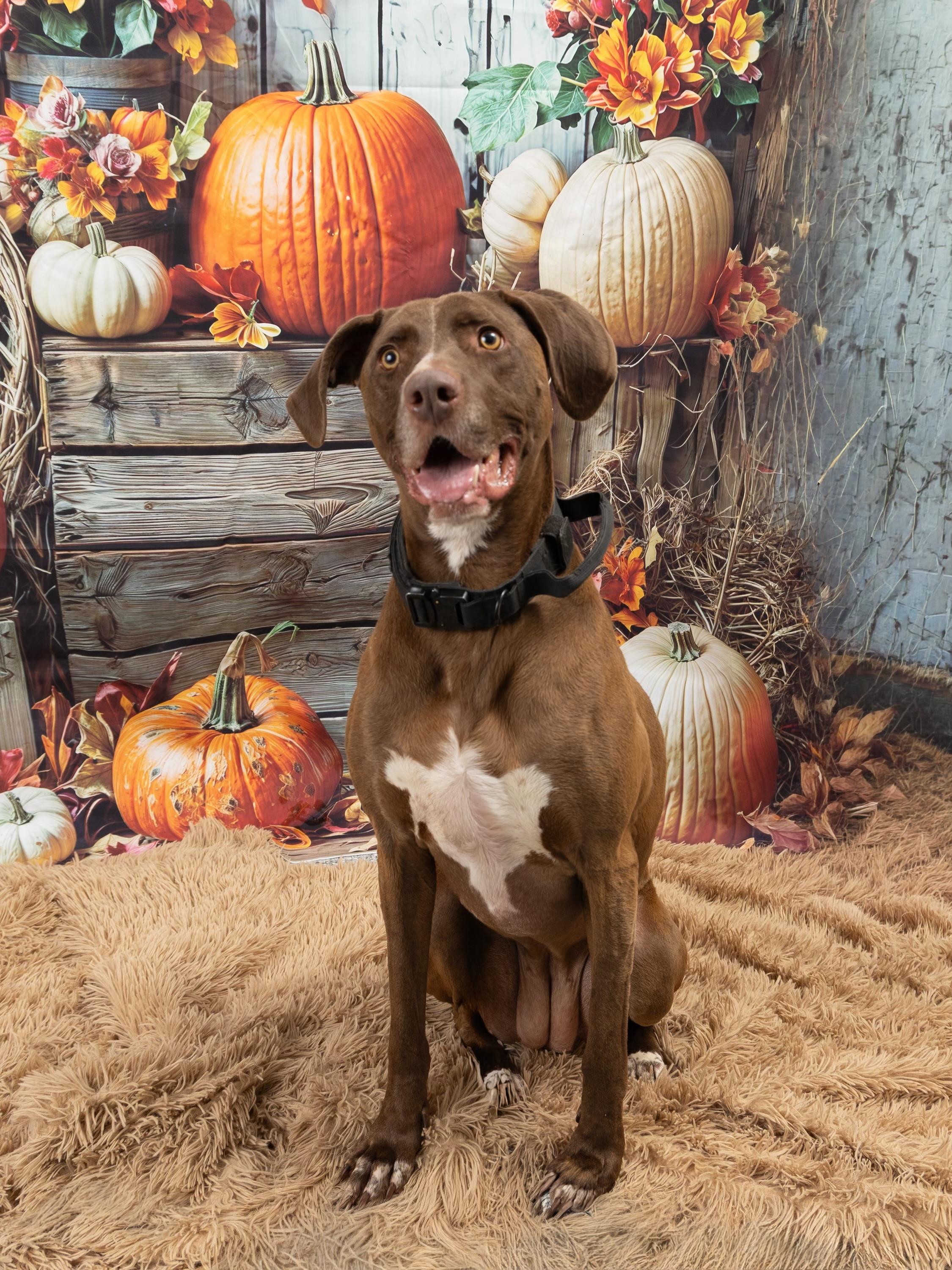 Ruby, Adoptable, Adult Female Labrador Retriever.