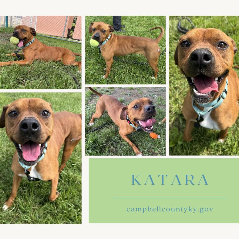 Katara, Adoptable, Adult Female Mixed Breed.