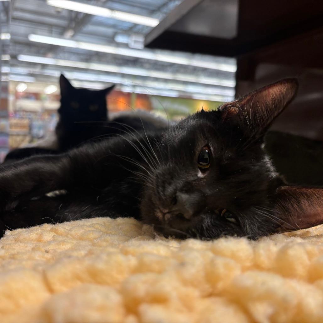 Nyx, Adoptable, Young Female Domestic Short Hair.