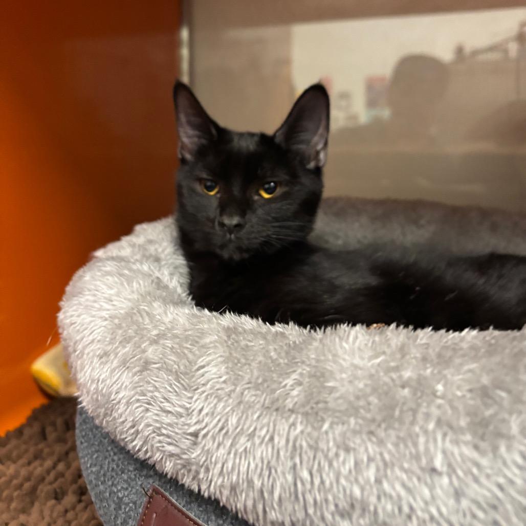 Nyx, a Adoptable Domestic Short Hair in Morgan Hill, CA image 4/4