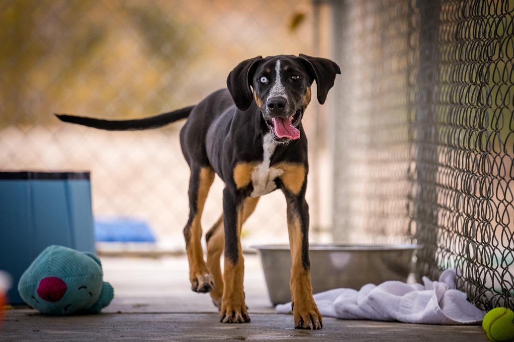Joni, a Adoptable Hound in Twentynine Palms, CA image 1/6