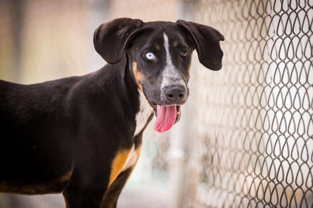 Joni, a Adoptable Hound in Twentynine Palms, CA image 2/6