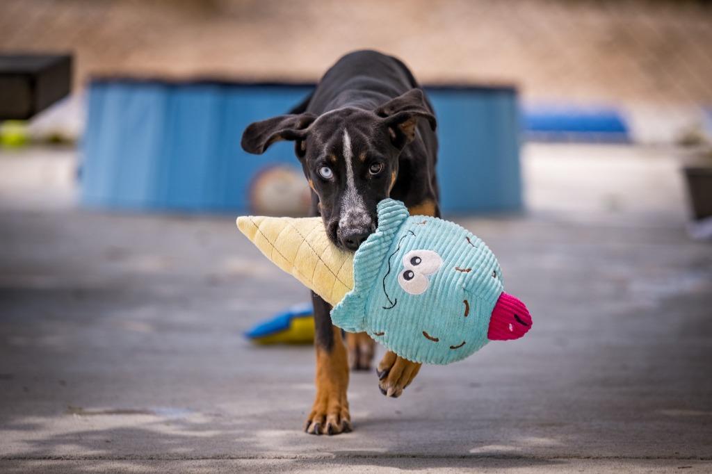 Joni, a Adoptable Hound in Twentynine Palms, CA image 3/6