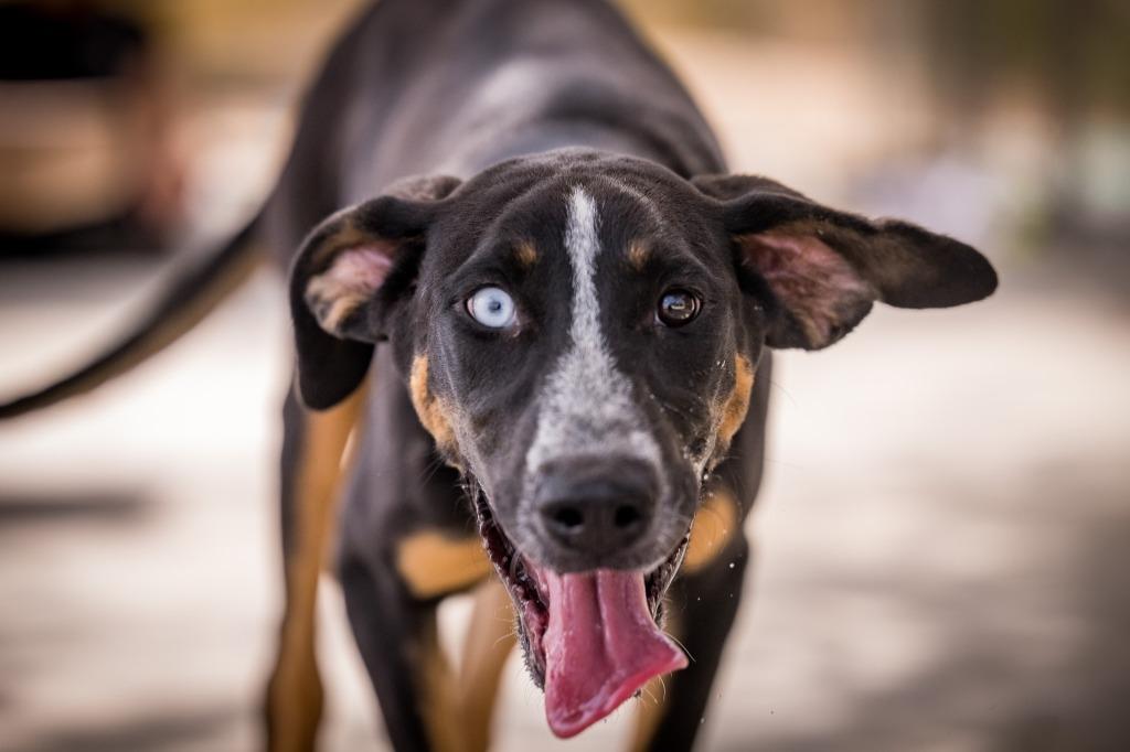 Joni, a Adoptable Hound in Twentynine Palms, CA image 4/6