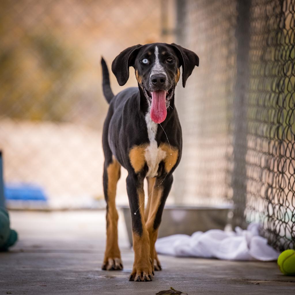 Joni, a Adoptable Hound in Twentynine Palms, CA image 5/6
