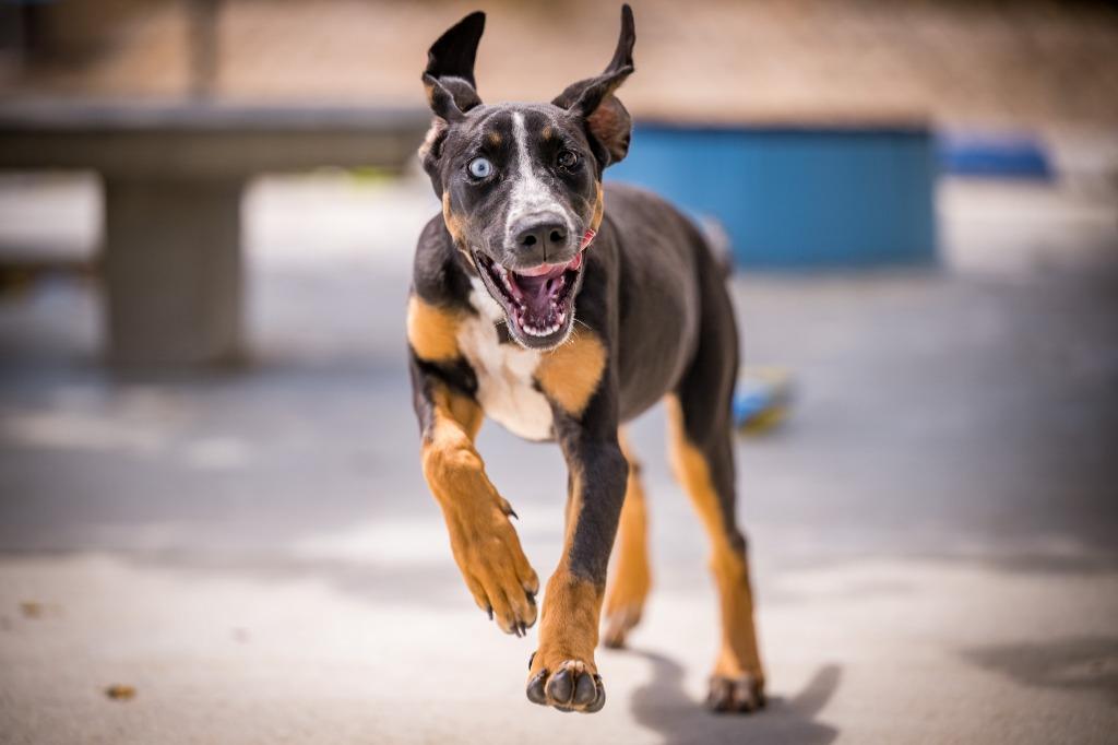 Joni, a Adoptable Hound in Twentynine Palms, CA image 6/6