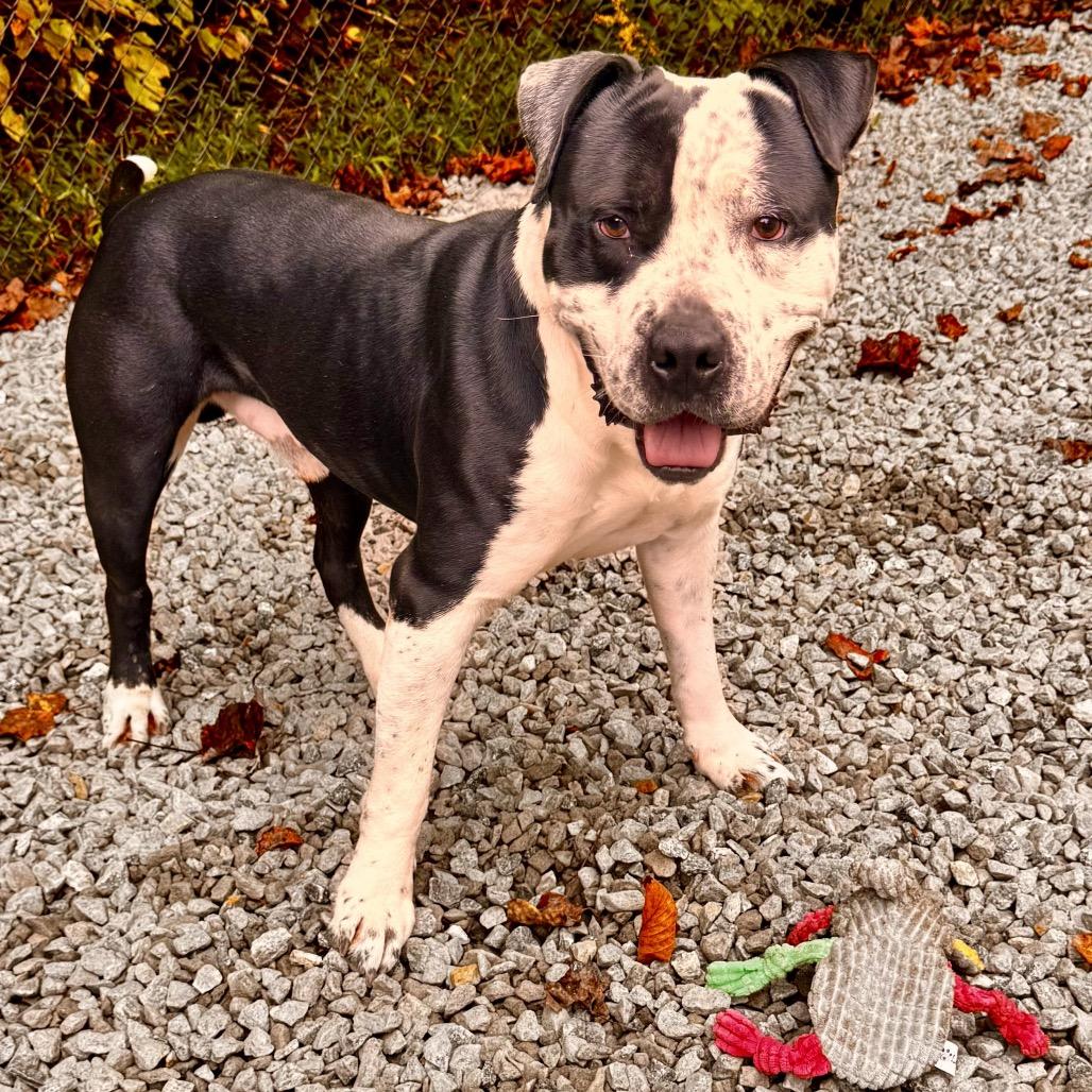 Taylor, Adoptable, Adult Male Pit Bull Terrier.