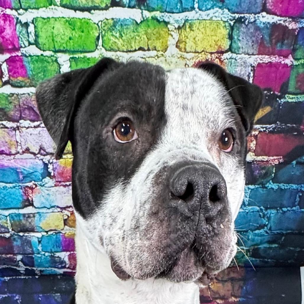Taylor, Adoptable, Adult Male Pit Bull Terrier.