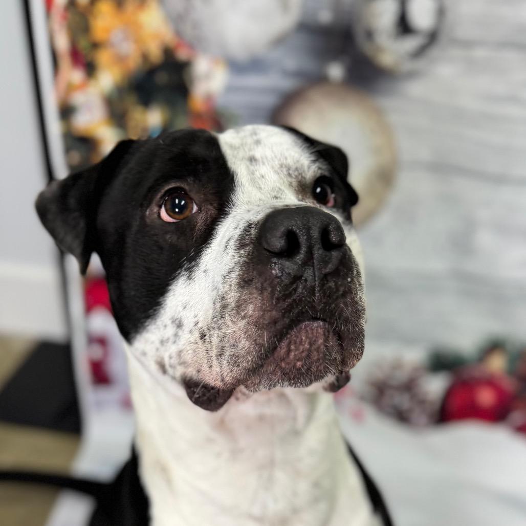 Enlarge Taylor, a Adoptable Pit Bull Terrier in Franklin, NC image 2/6