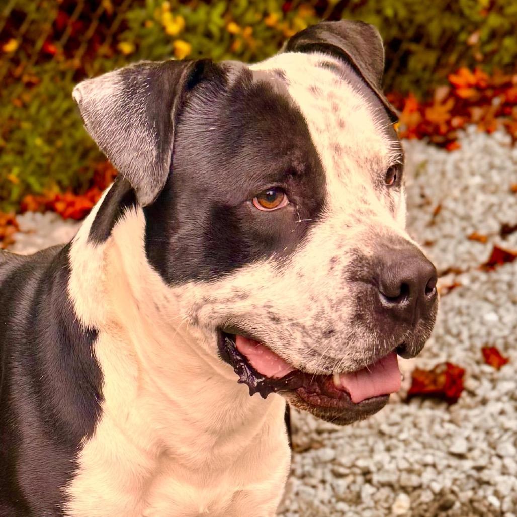 Enlarge Taylor, a Adoptable Pit Bull Terrier in Franklin, NC image 3/6