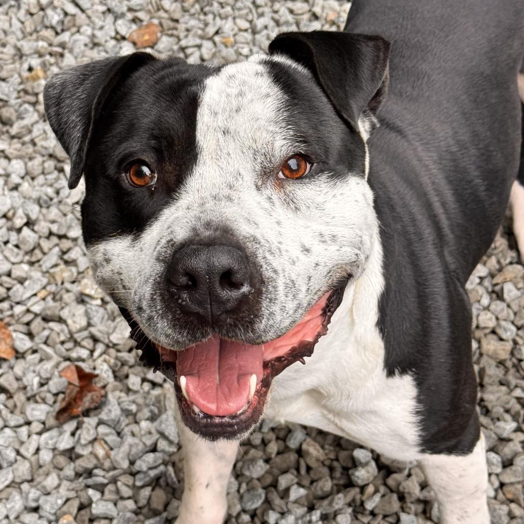 Enlarge Taylor, a Adoptable Pit Bull Terrier in Franklin, NC image 6/6