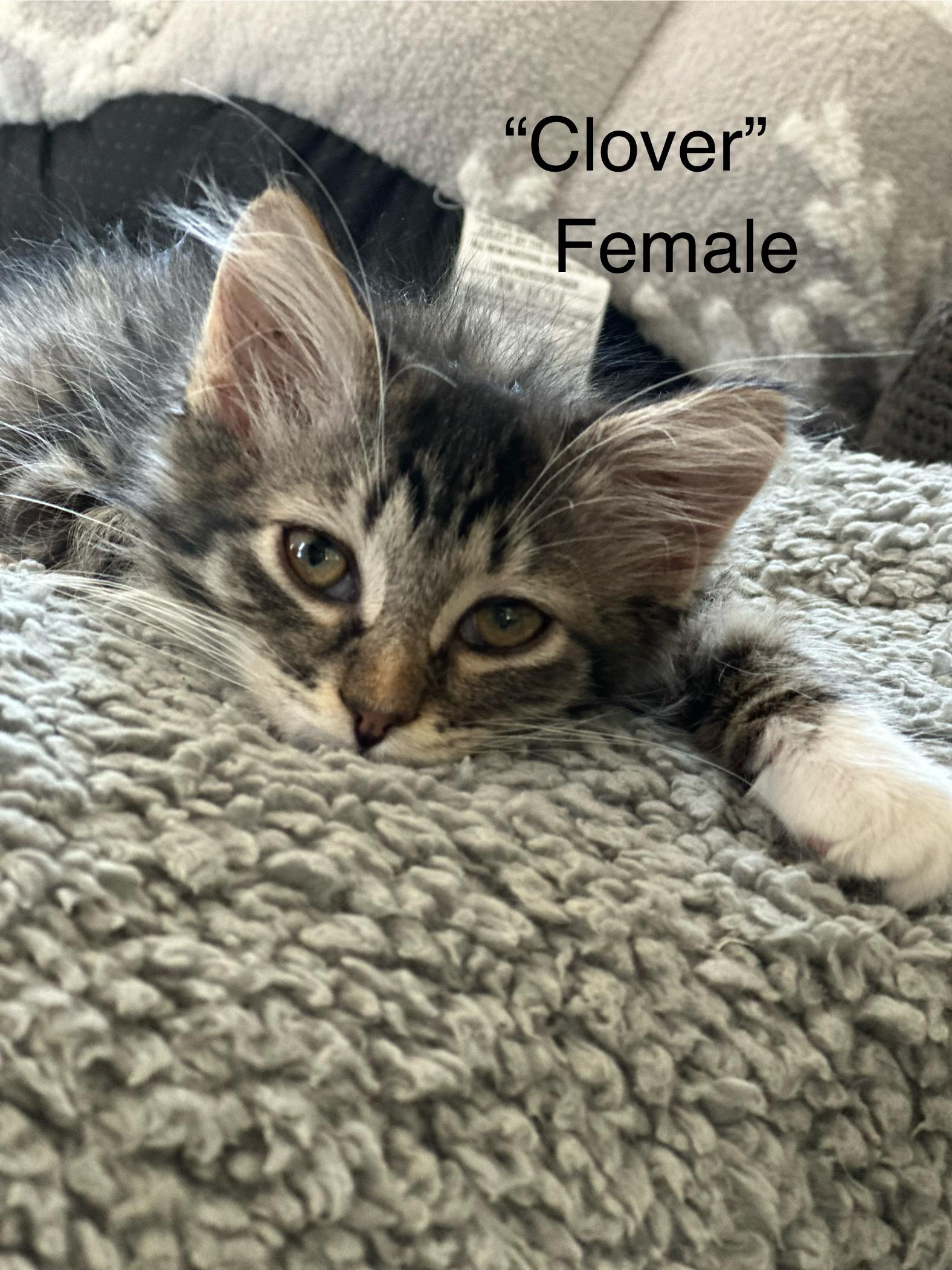 Fluffy Clover, Baby Female Maine Coon