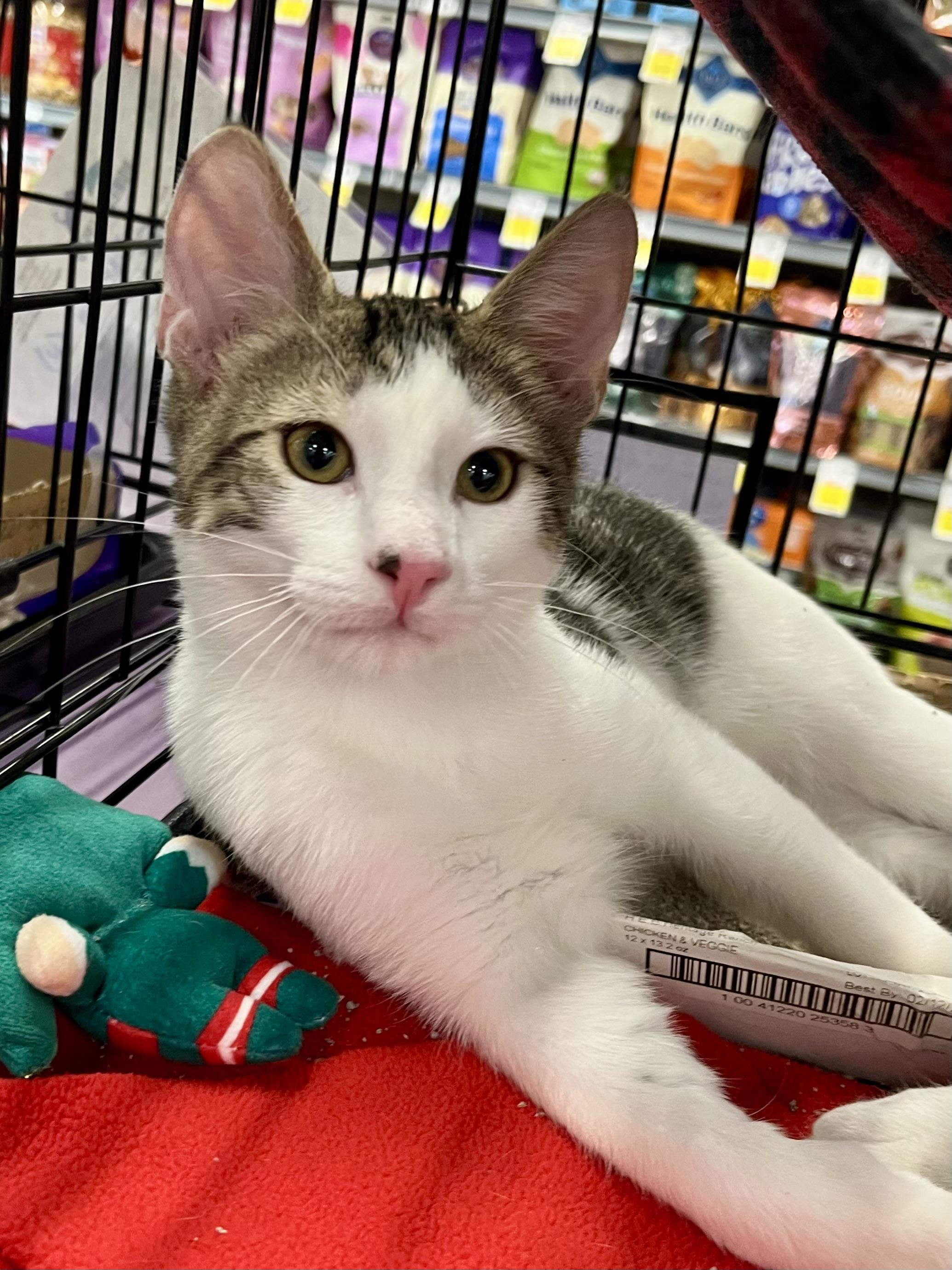 Jacob Black CA, Adoptable, Kitten Male Domestic Short Hair.