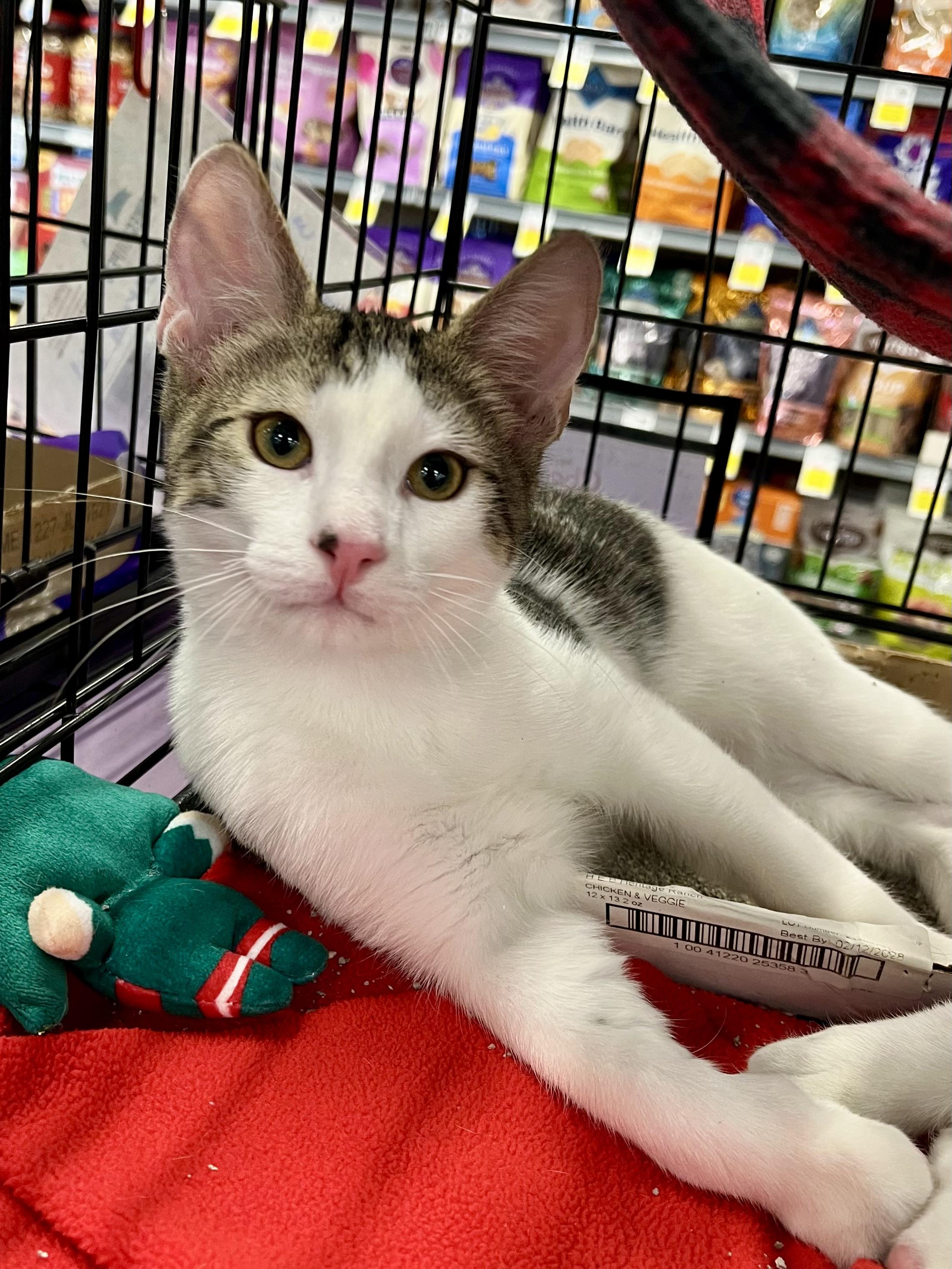 Enlarge Jacob Black CA, a Adoptable Domestic Short Hair in Schertz, TX image 2/2