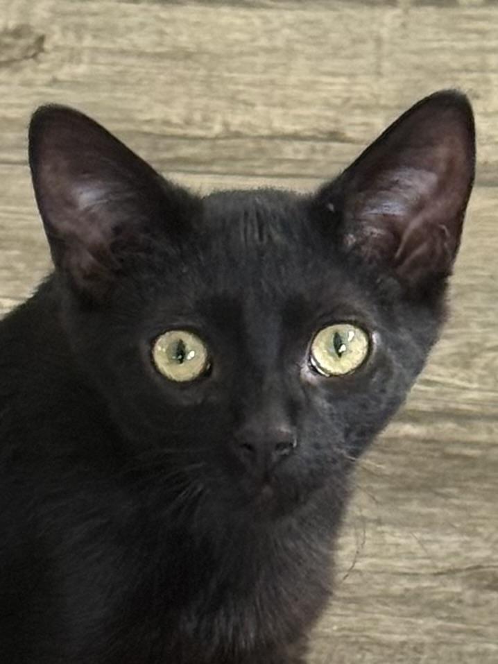 Enlarge Mini, a ADOPTABLE Domestic Short Hair in Bedford, VA image 1/4