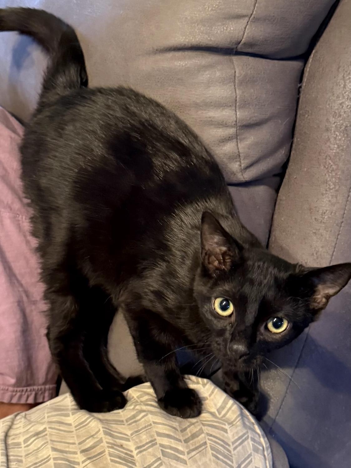 Enlarge Mini, a ADOPTABLE Domestic Short Hair in Bedford, VA image 3/4