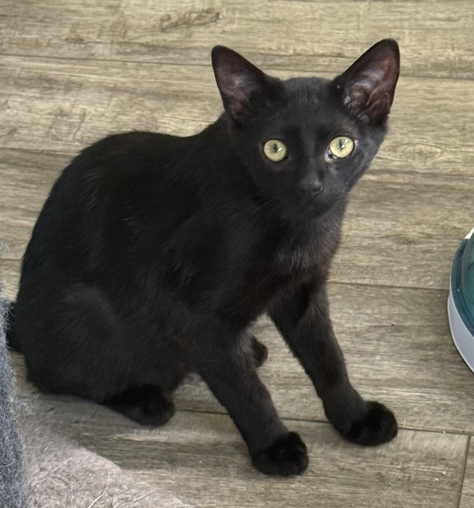 Enlarge Mini, a ADOPTABLE Domestic Short Hair in Bedford, VA image 2/4