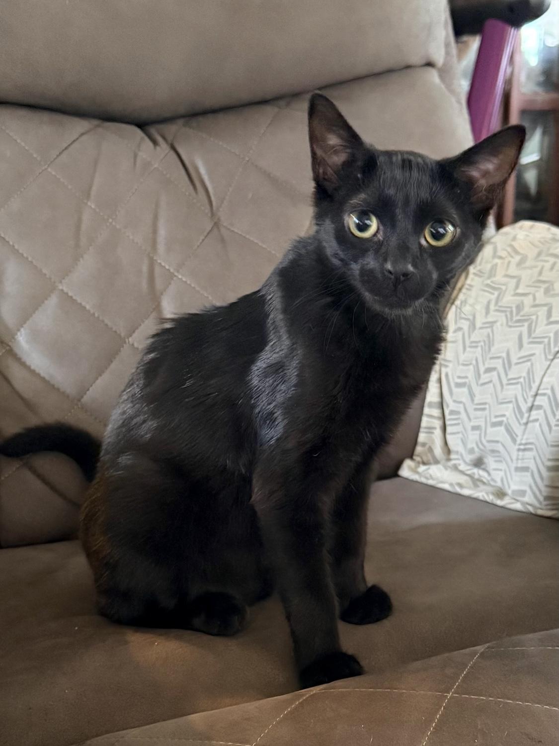 Enlarge Mini, a ADOPTABLE Domestic Short Hair in Bedford, VA image 4/4