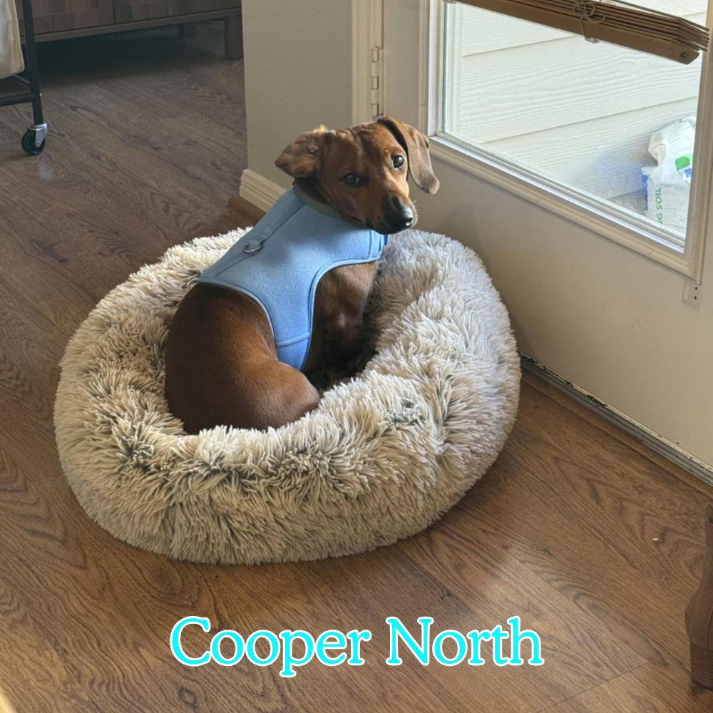 Enlarge Cooper North, a Adopted Dachshund in San Antonio, TX image 2/3