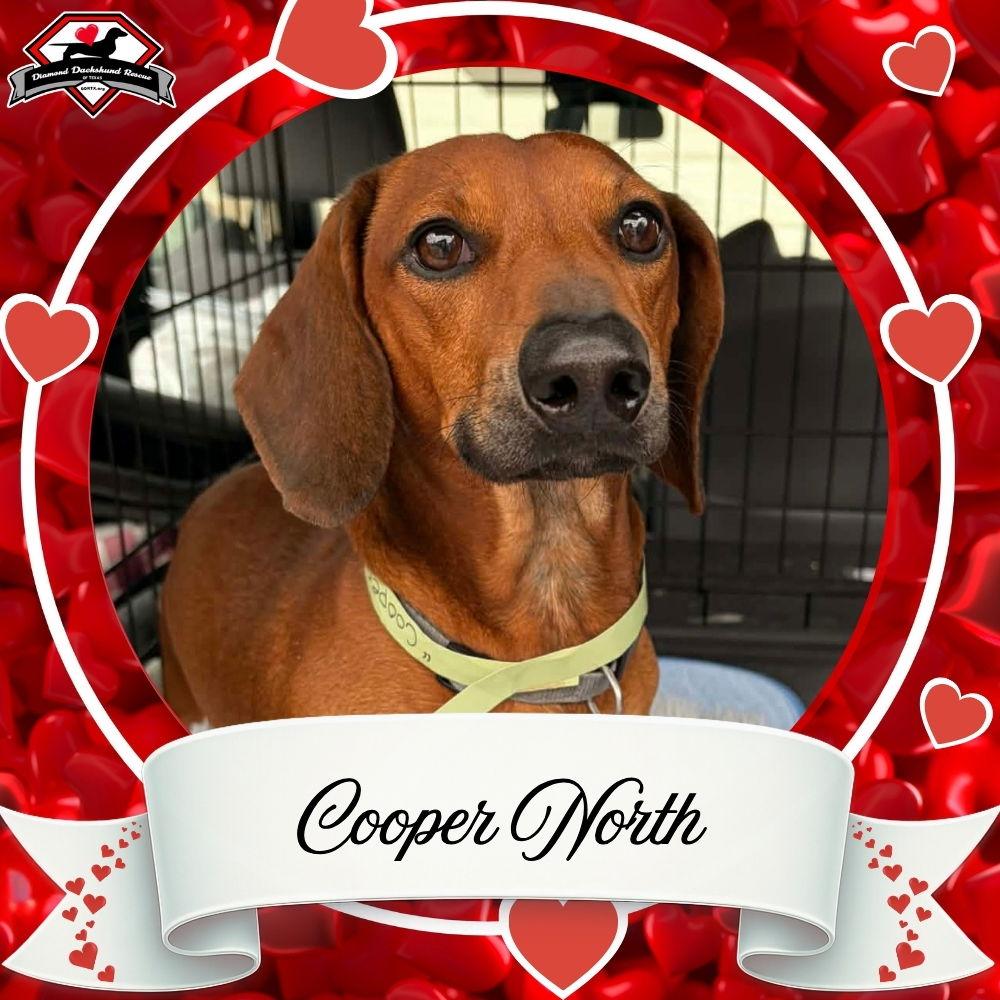 Enlarge Cooper North, a Adopted Dachshund in San Antonio, TX image 3/3