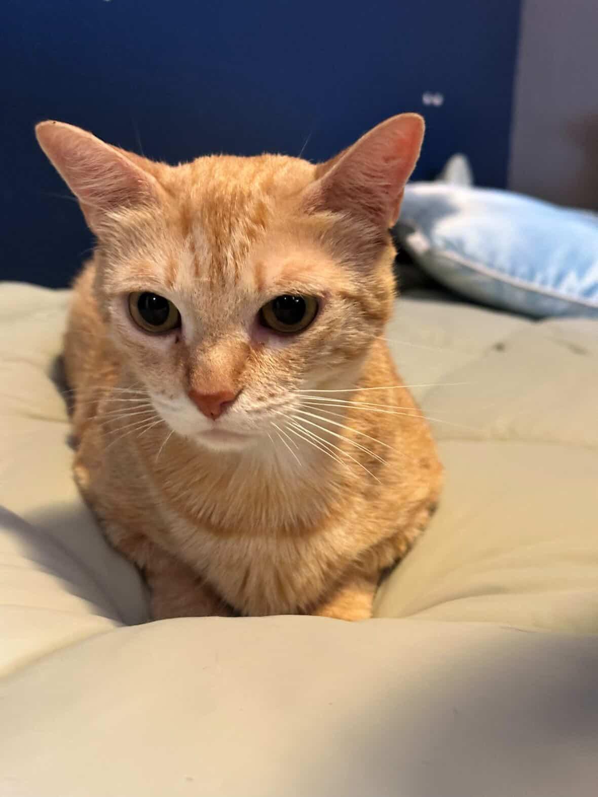 Caddy, an adopted Domestic Short Hair in Bell Gardens, CA image 2/3