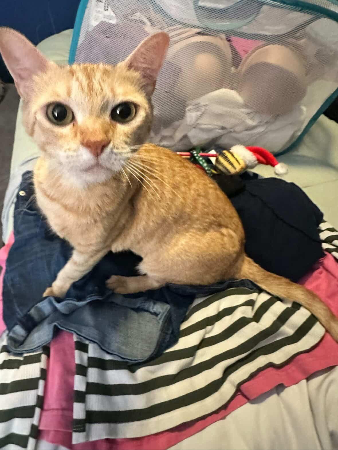 Caddy, an adopted Domestic Short Hair in Bell Gardens, CA image 1/3