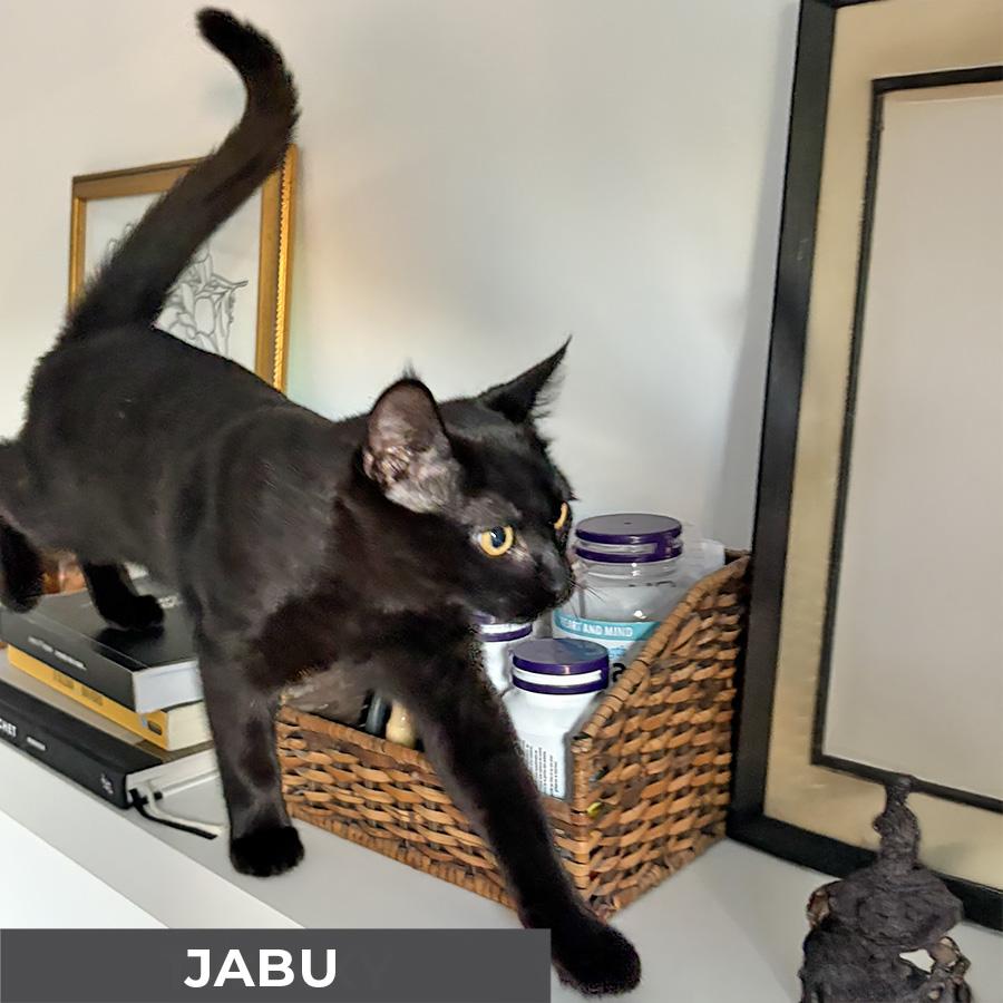 Jabu, a Adoptable Domestic Short Hair in Etobicoke, ON image 4/5