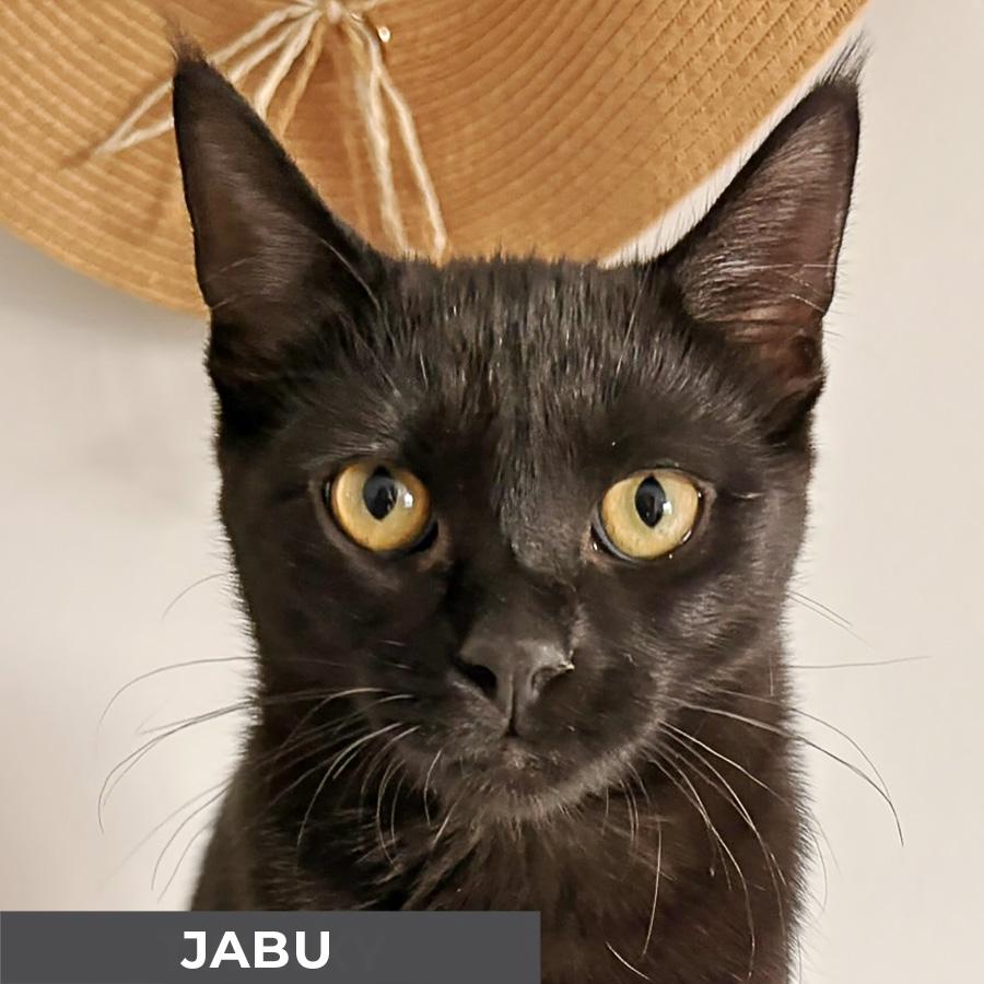 Jabu