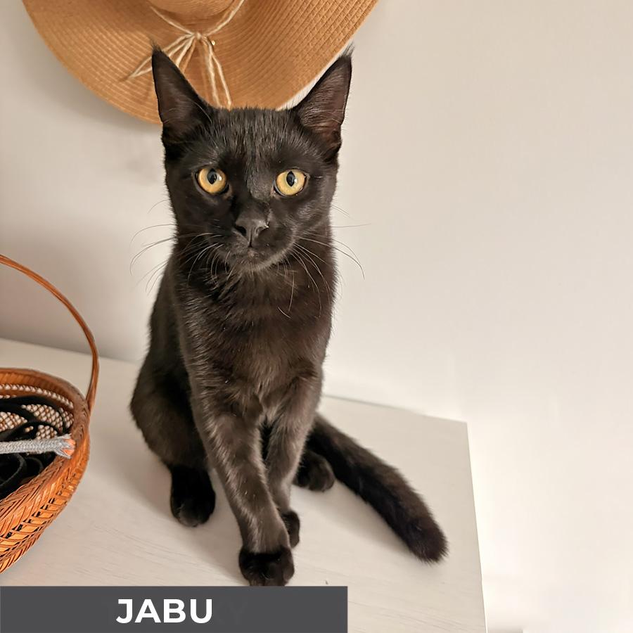 Jabu