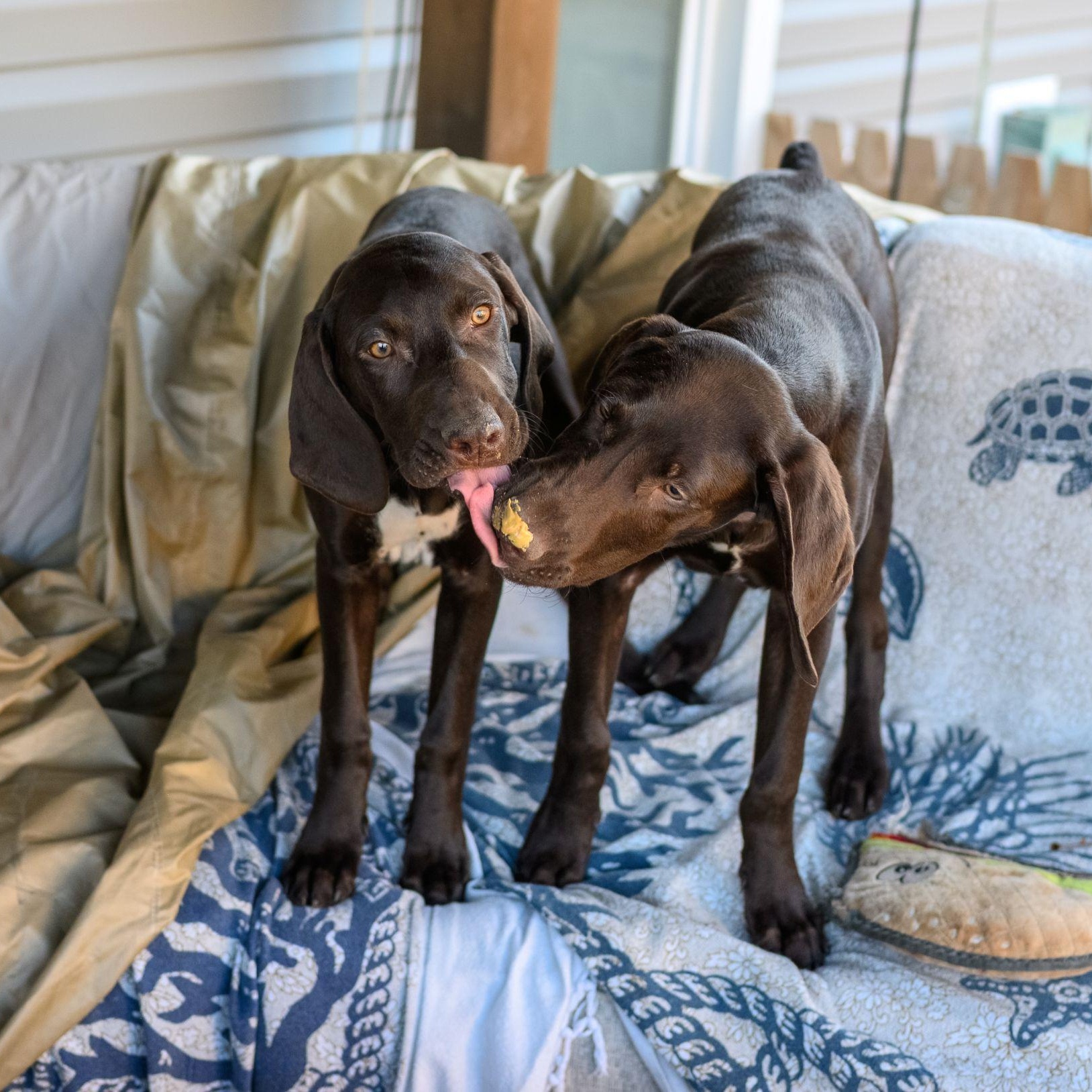 Enlarge ROCKY, an adopted German Shorthaired Pointer in Hamilton, NJ image 3/5