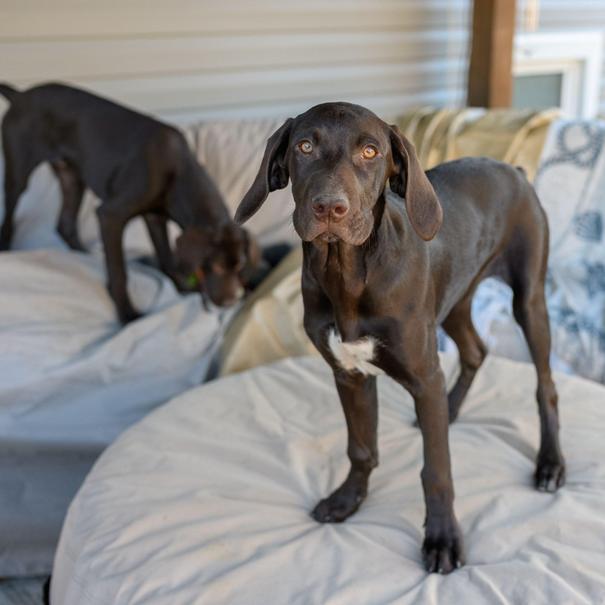Enlarge ROCKY, an adopted German Shorthaired Pointer in Hamilton, NJ image 5/5