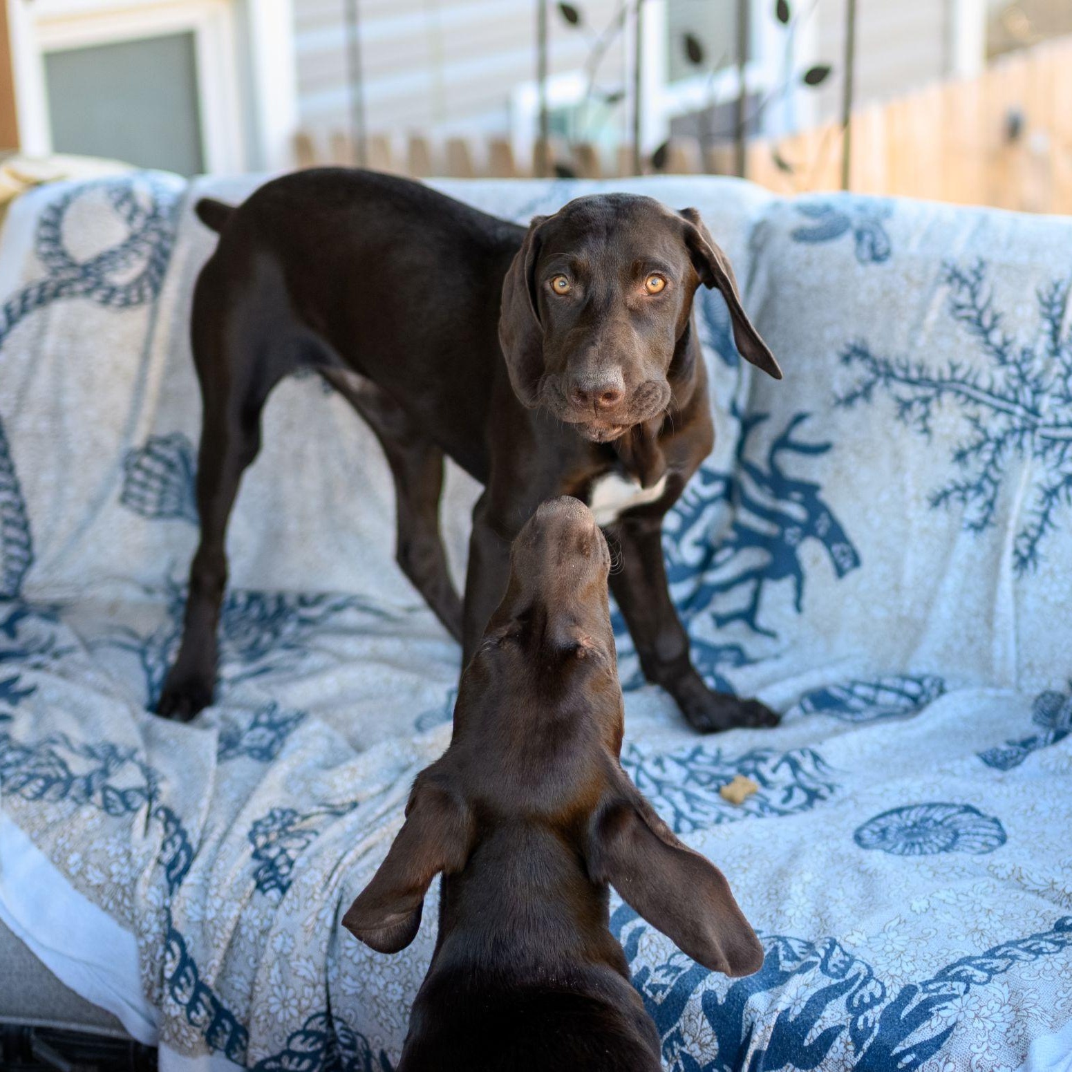 Enlarge ROCKY, an adopted German Shorthaired Pointer in Hamilton, NJ image 2/5