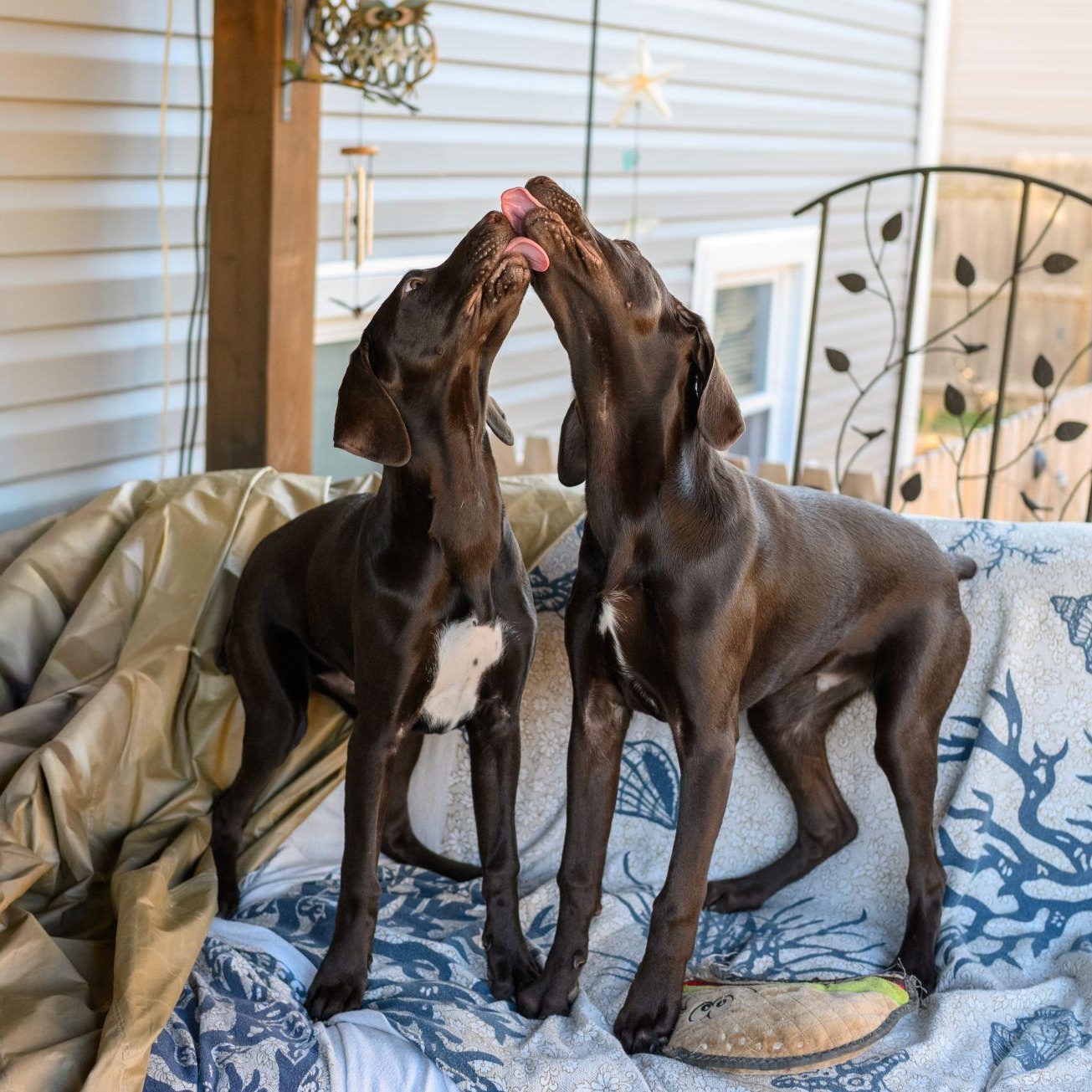 Enlarge ROCKY, an adopted German Shorthaired Pointer in Hamilton, NJ image 4/5