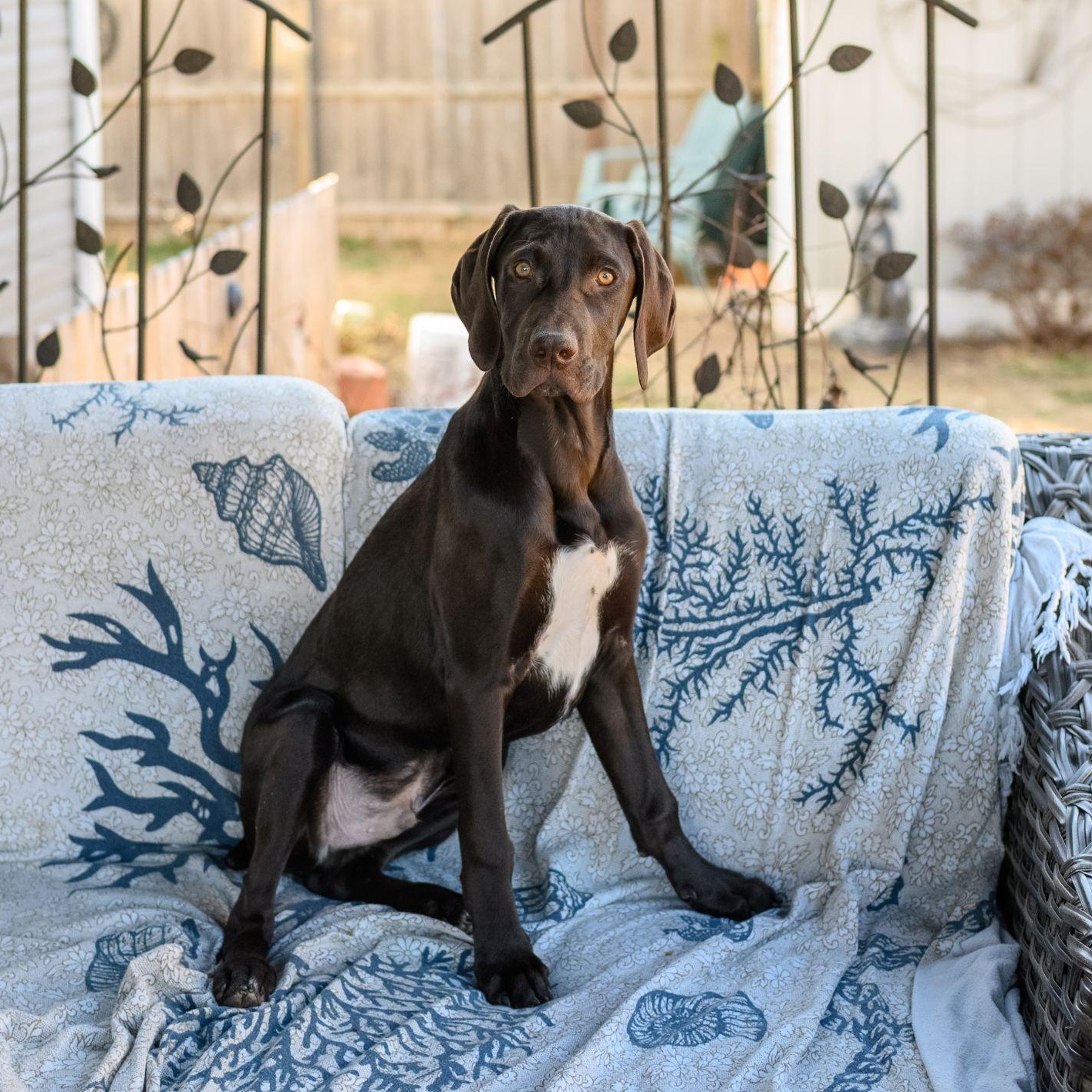 Enlarge ROCKY, an adopted German Shorthaired Pointer in Hamilton, NJ image 1/5