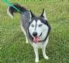Enlarge Sugar, a ADOPTABLE Siberian Husky in Sudbury, MA image 2/2