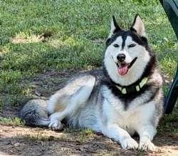 Enlarge Sugar, a Adoptable Siberian Husky in Sudbury, MA image 1/4