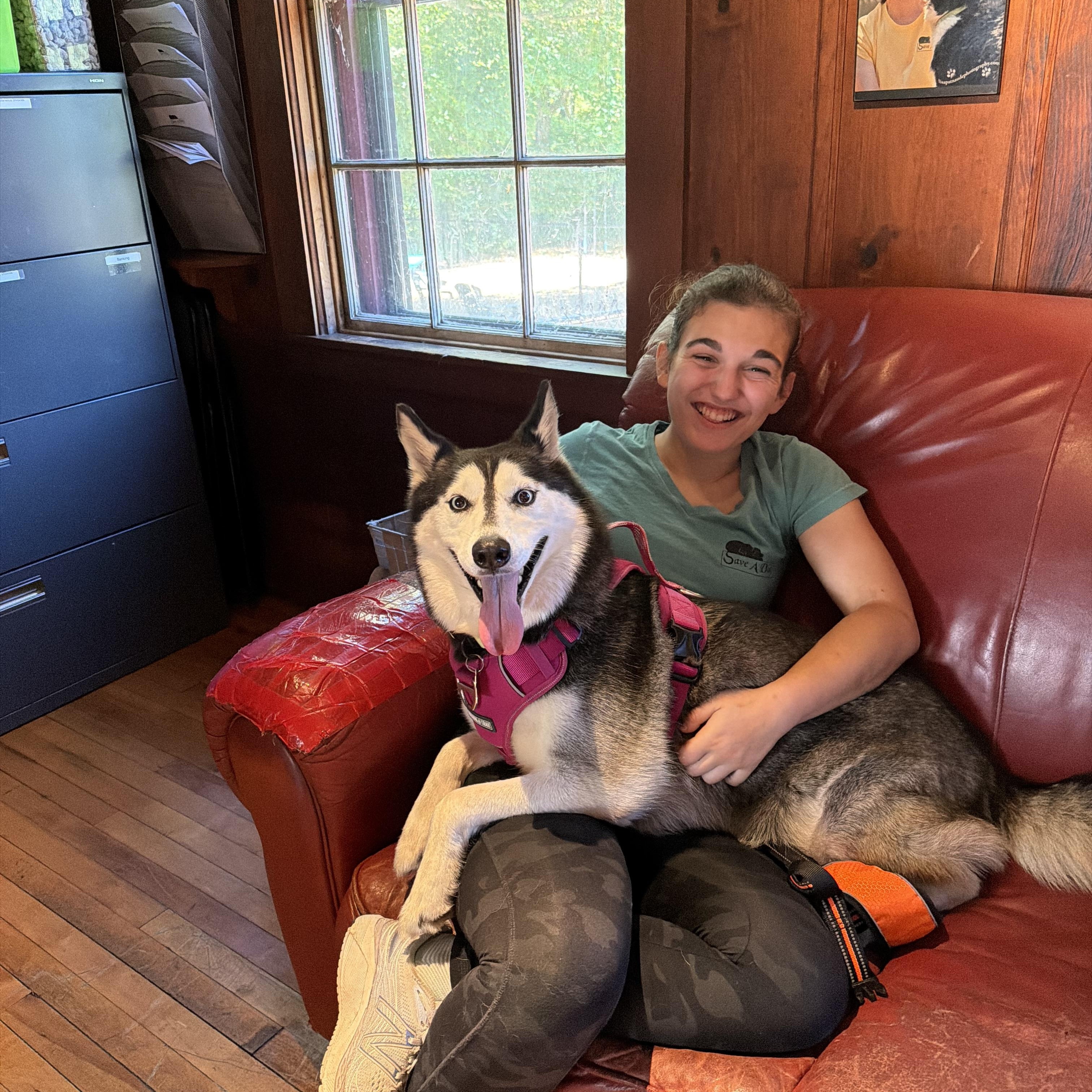 Enlarge Sugar, a Adoptable Siberian Husky in Sudbury, MA image 3/4