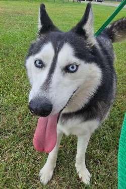 Sugar, ADOPTABLE, Adult Female Siberian Husky.