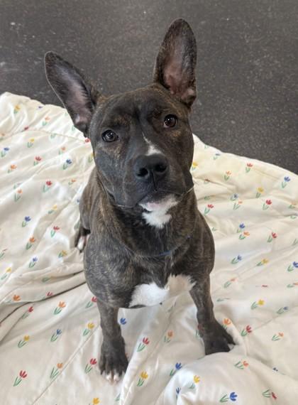 Oakie, Adoptable, Young Male Shepherd & Mixed Breed.