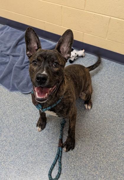 Enlarge Oakie, a Adoptable mixed breed in Detroit, MI image 2/3