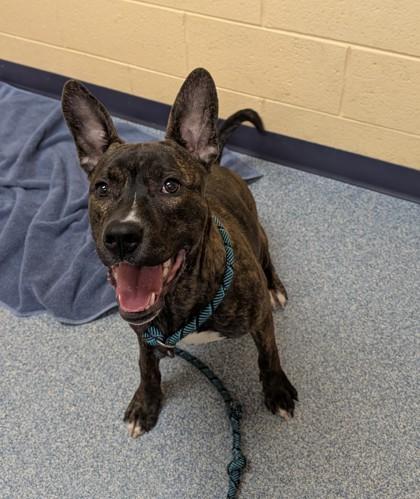 Enlarge Oakie, a Adoptable mixed breed in Detroit, MI image 3/3