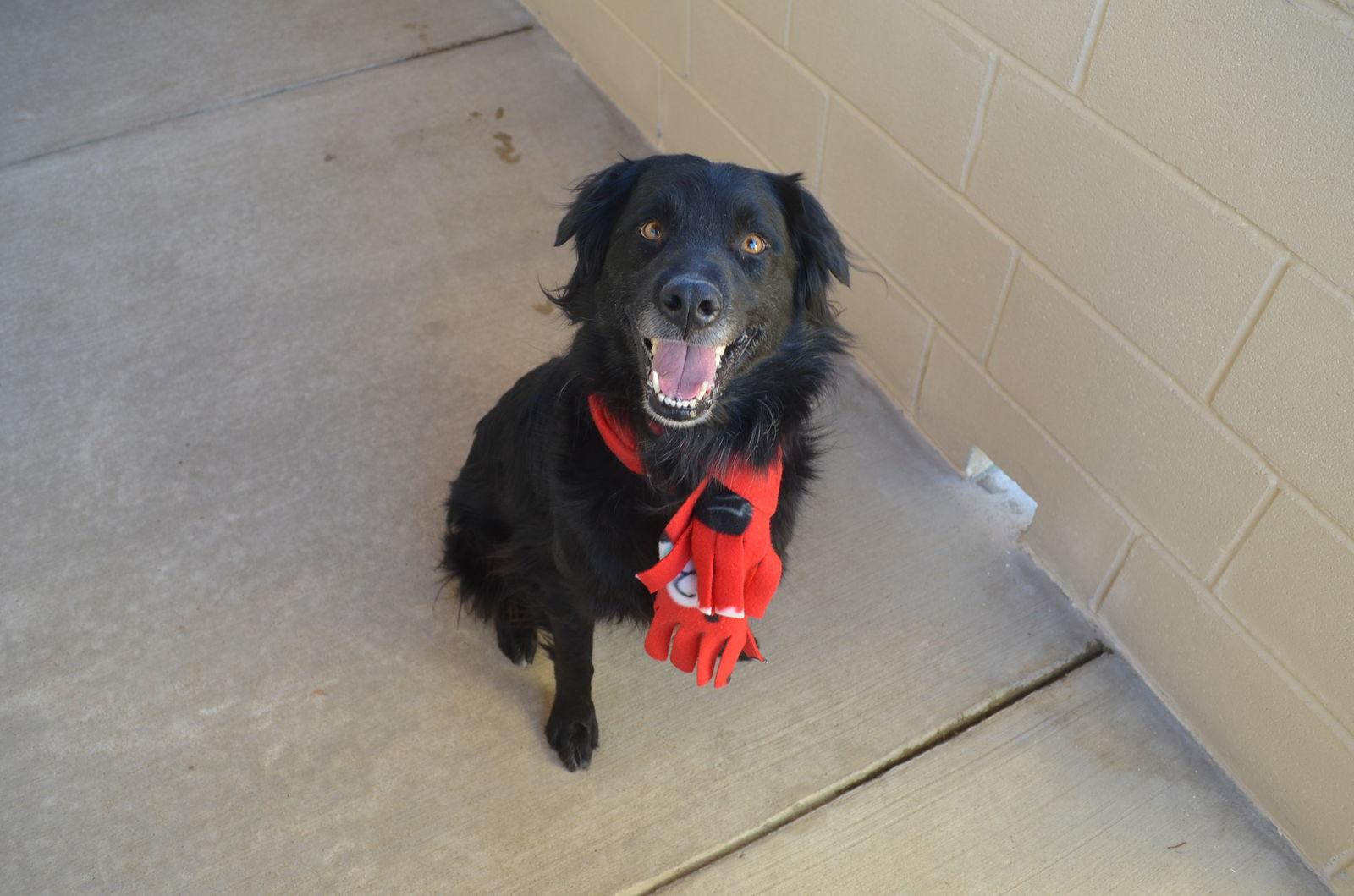 Pierogi, Adoptable, Young Male German Shepherd Dog.