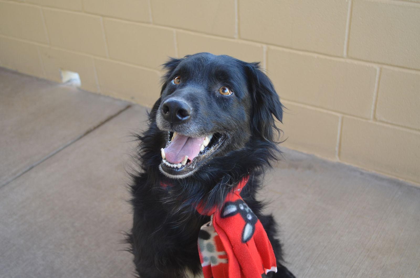 Enlarge Pierogi, a Adoptable German Shepherd Dog in McKinney, TX image 2/3