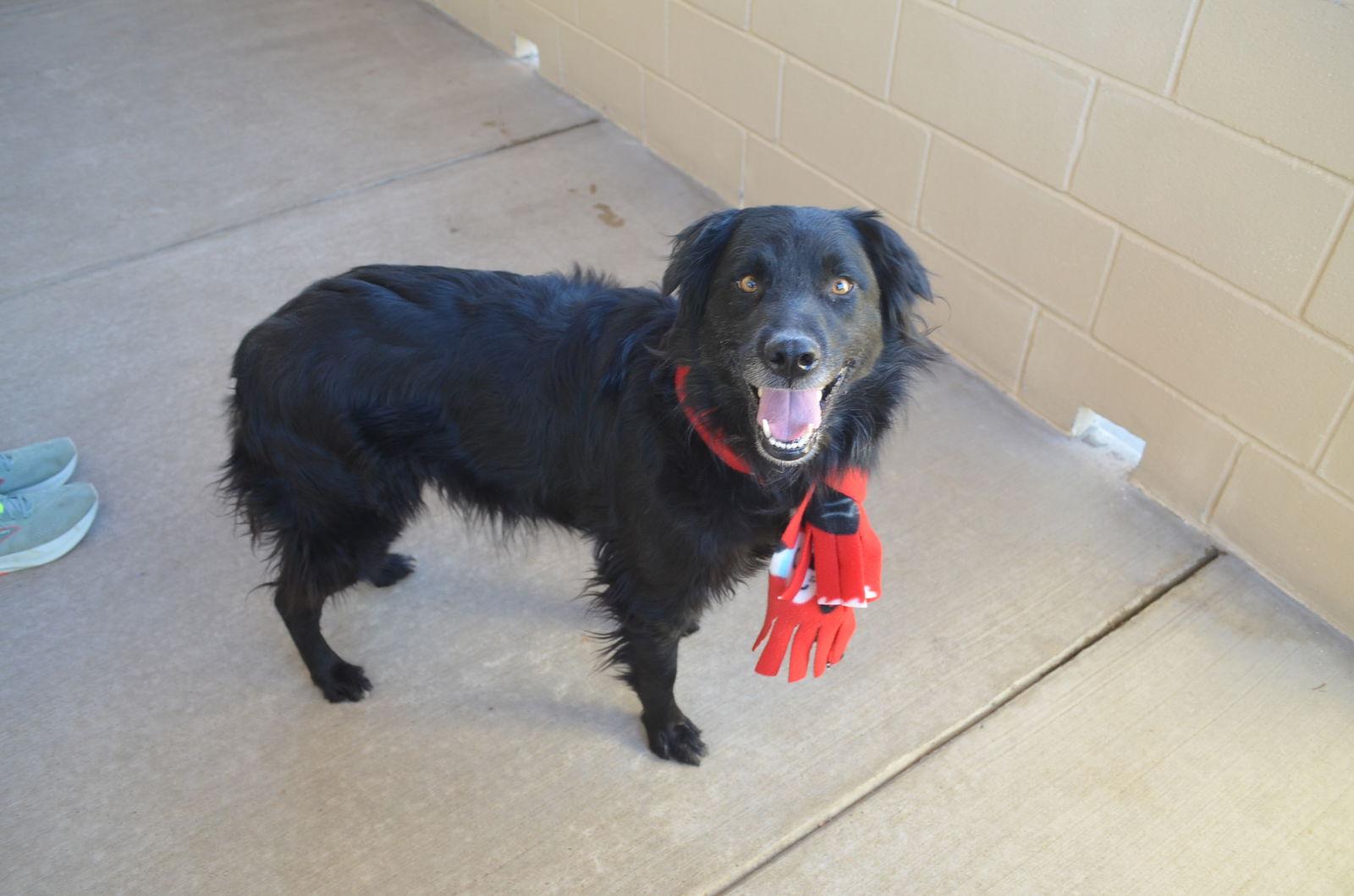 Enlarge Pierogi, a Adoptable German Shepherd Dog in McKinney, TX image 3/3